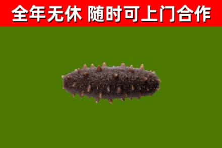 理县回收海参干